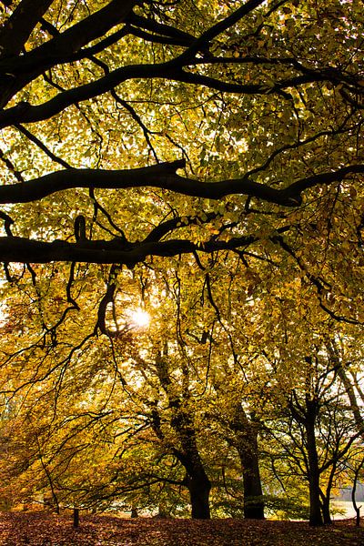 Nazomer in Nederland von Marko de Jong