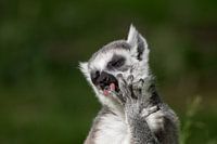 Ça vous donne envie de vous lécher les doigts