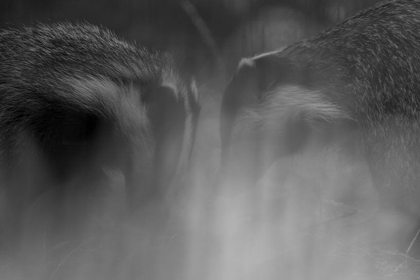 Schlummerfoto von 2 jungen Dachsen von Rando Kromkamp Natuurfotograaf