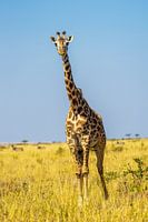 Girafe