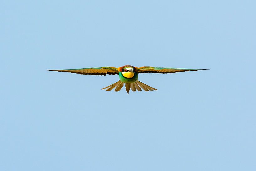Bijeneter (Merops apiaster) van Richard Guijt Photography