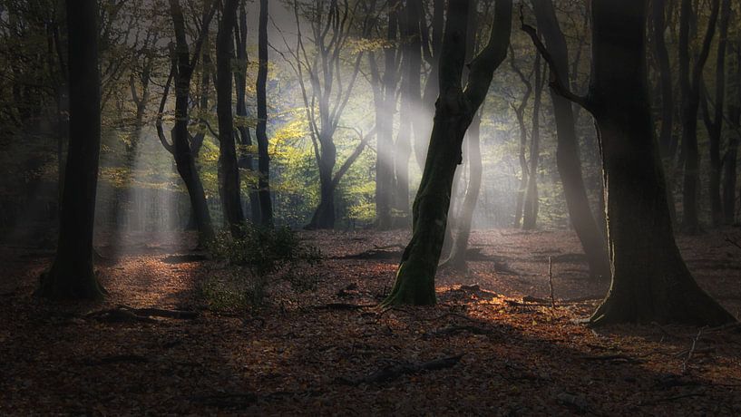 Award winning picture Speulderforest. by Saskia Dingemans Awarded Photographer