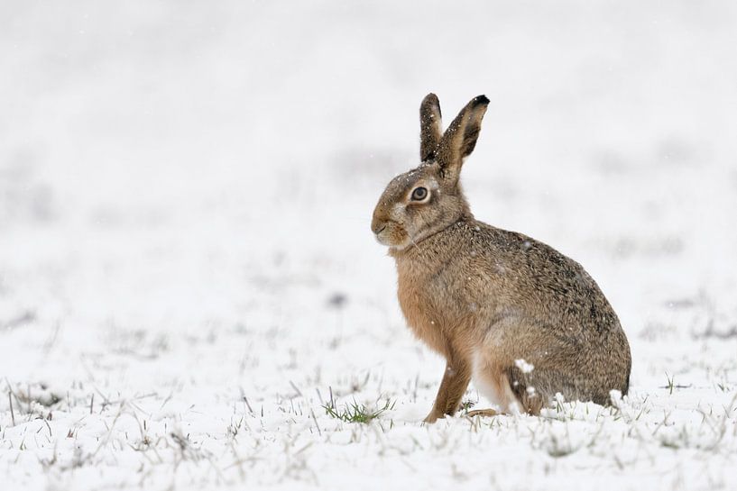 Feldhase ( Lepus europaeus ) auf schneebedecktem Feld im Winter, wildlife, Europa. von wunderbare Erde