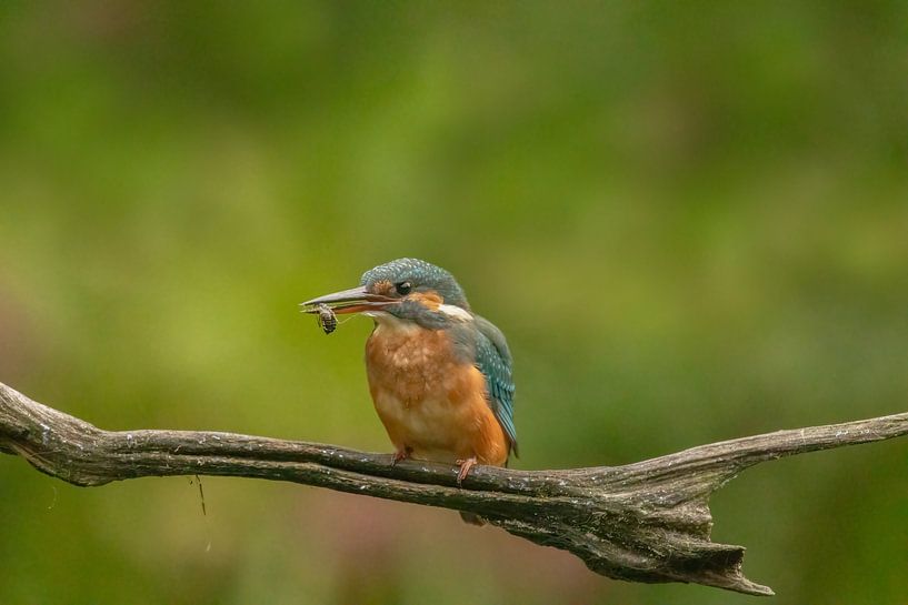Eisvogel mit Libellenlarve von Tanja van Beuningen