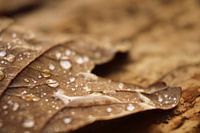 Herbstblatt mit Tropfen