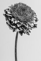 Artichoke black and white on light gray background