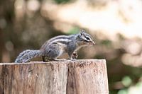 Das sibirische Erdhörnchen - der Überlebende der alten Wälder