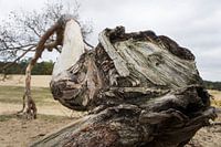 Stump in perspective