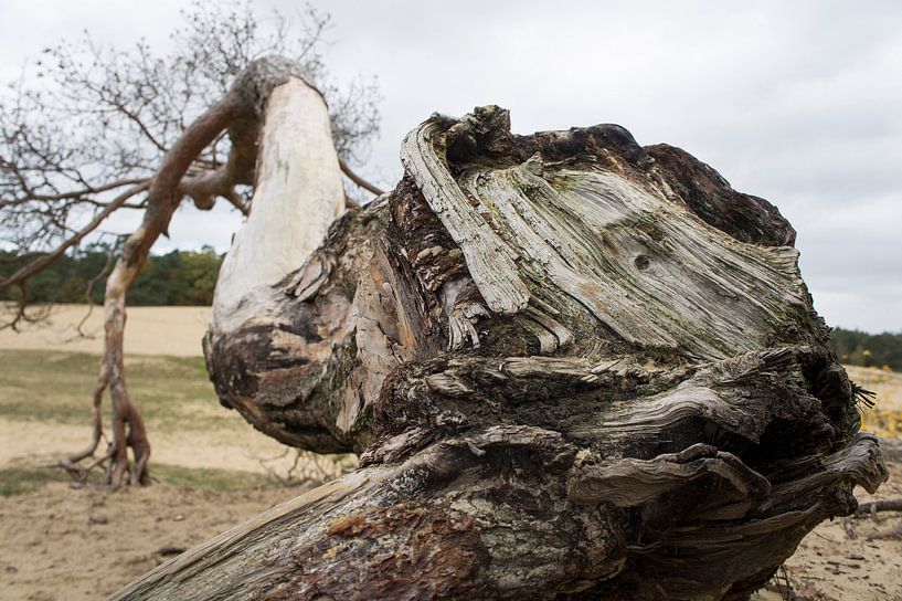 La souche en perspective par Marion Moerland