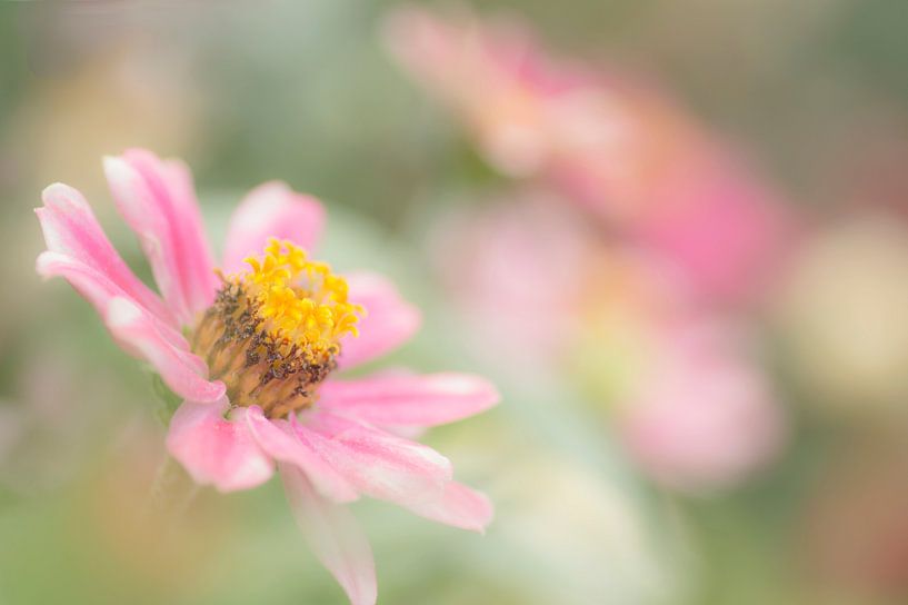 Pastel-coloured flowers (Zinnia, Helinatheae) in watercolour mood by Birgitte Bergman