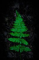 Fern