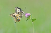 Schwalbenschwanz auf Kleeblume