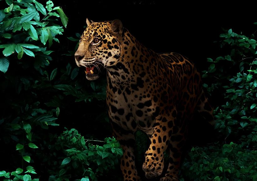 A panther in the shadows by Bert Hooijer