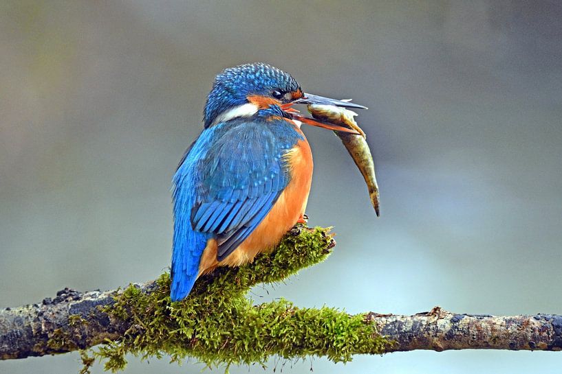 IJsvogel ... Dame met bruidsgeschenk van Wiltrud Schwantz