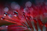 Ténébrion à gouttes claires