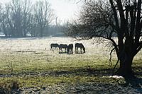 Konik's horses silhouette