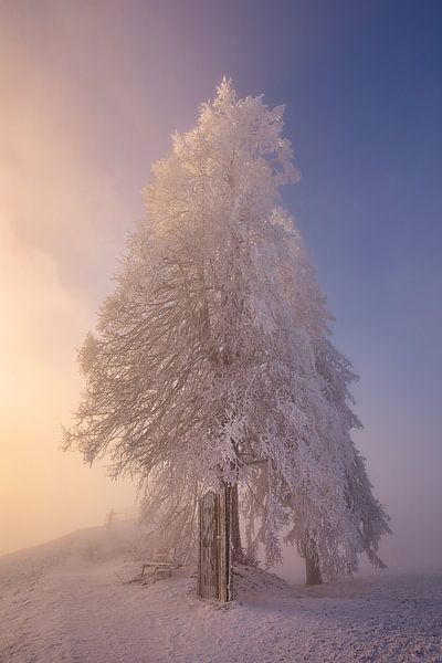 einzelner Baum im Morgennebel von Judith Kuhn
