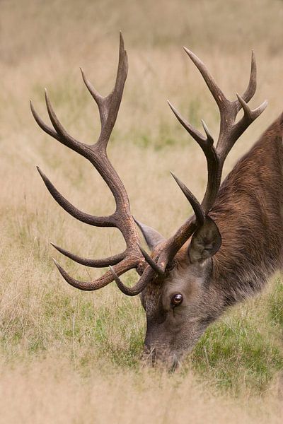 edelhert par anja voorn