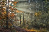 Autumn forest with sunbeams