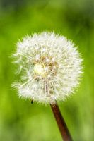 Perfekt unvollkommen