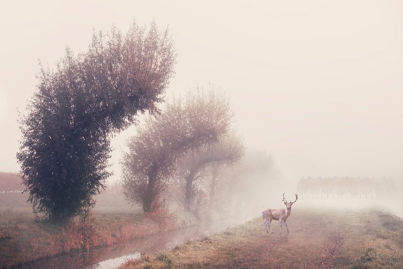 Misty Morning with Deer and Willows - Calming Nature Photography for Home by Elianne van Turennout
