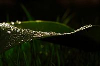 Water pearls on green leaf
