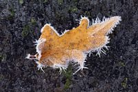 IJs pieken op blad tegen een achtergrond van donker ijs