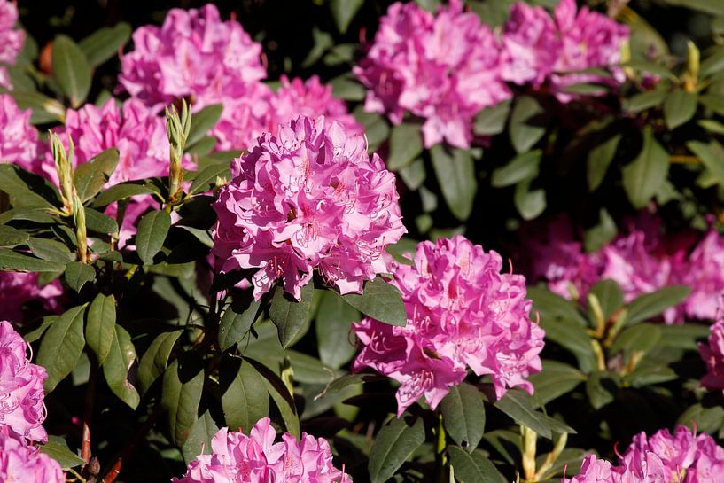 Purple rhododendron flower, close up, Germany by Torsten Krüger