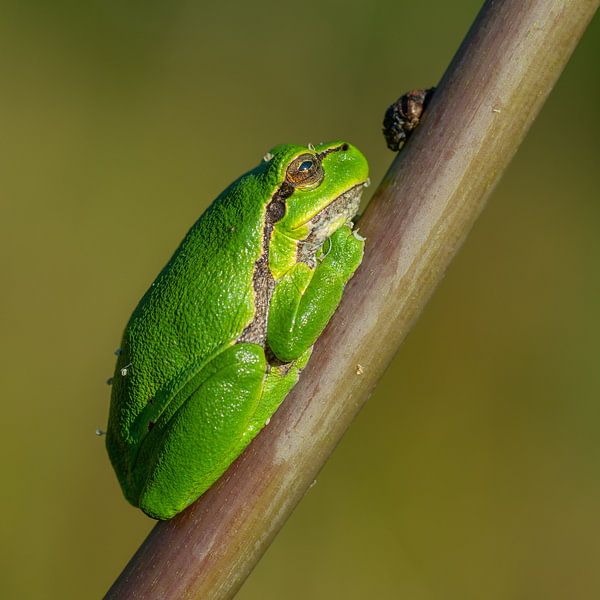 Rainette verte par JorDieFotografie