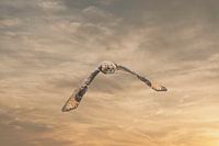 Ein eurasischer Uhu oder Uhu. Fliegt mit ausgebreiteten Flügeln gegen einen dramatischen braun-golde