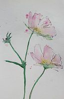 Douceur de la floraison