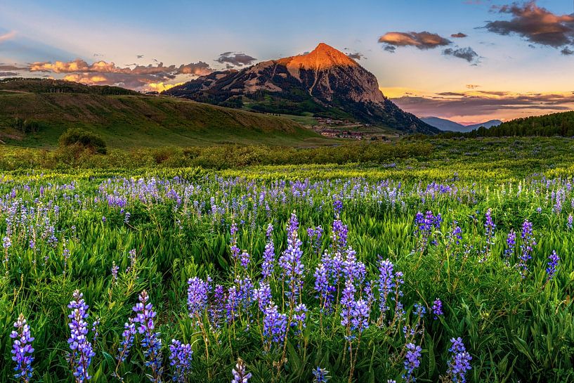 Crested Butte Wildblumen Foto - Colorado Rocky Mountains von Daniel Forster
