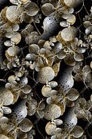 Hortensie Brilliance gold