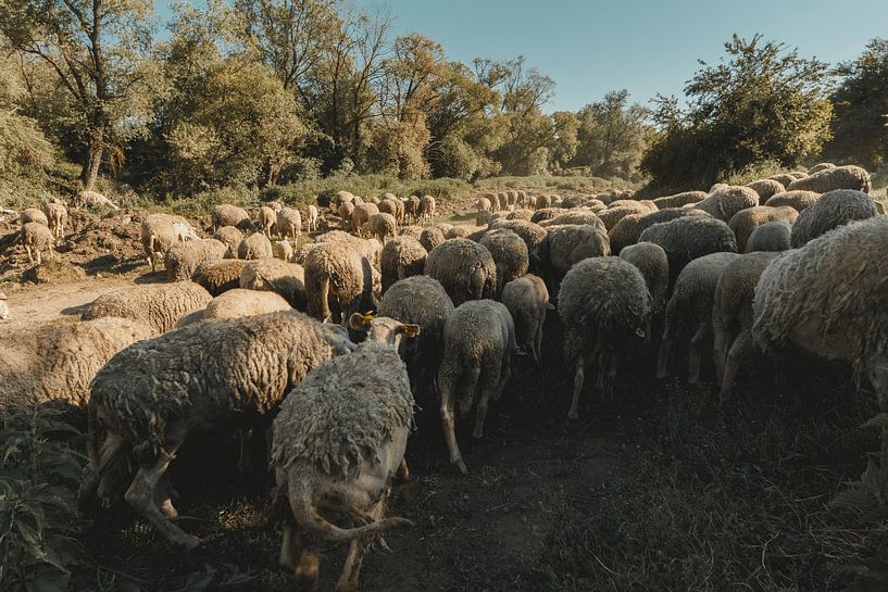 Un troupeau de moutons en train de paître dans la région de Gjilan par Besa Art