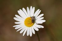 Margriet