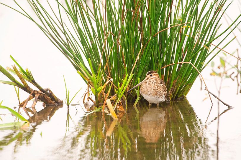 Snipe (Gallinago gallinago) in the water in Friesland by Marcel van Kammen