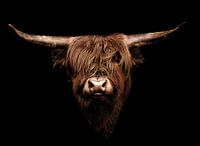 Highlander Cow