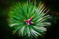 Macro pine leaf