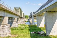 Railway and cycle bridge link Cuijk (Katwijk) - Mook with resting cows 1