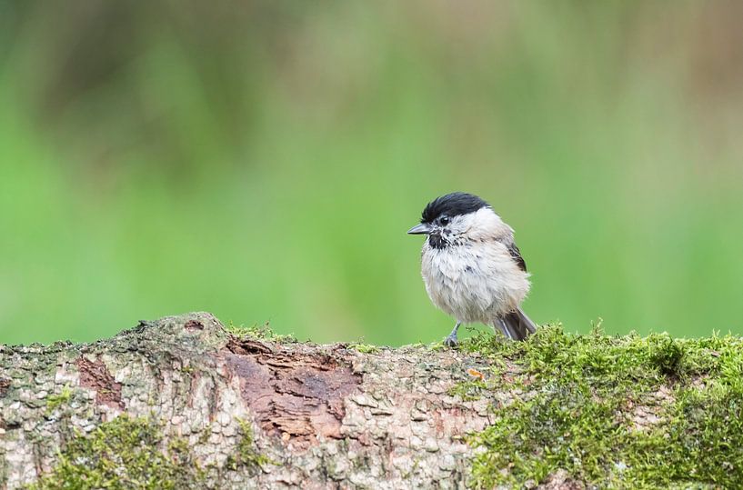 fauvette à Lemele par Merijn Loch