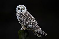 Short-eared owl