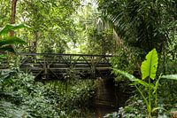 Bridge in the Bush.