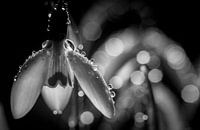 Snowdrops after heavy rainfall