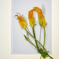 Botanica V Cucurbita