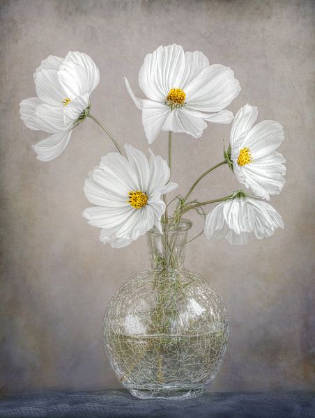 Einfach Kosmos von Mandy Disher