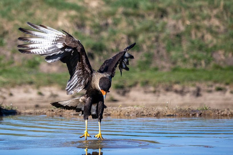 Ein Haubenkarakara landet im Wasser von Chantalla Photography