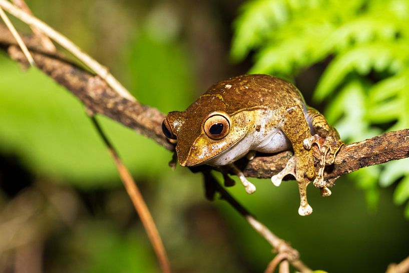 Boomkikker Ranomafana par Dennis van de Water