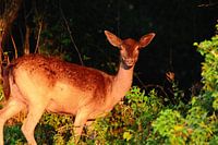 Ree among the bushes