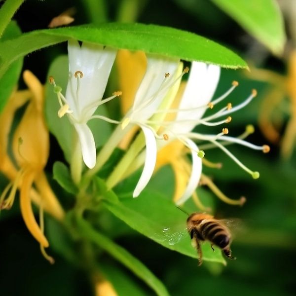 Kamperfoelie attack van Assia Hiemstra