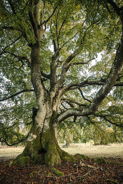 Old copper beech by Jürgen Schmittdiel Photography